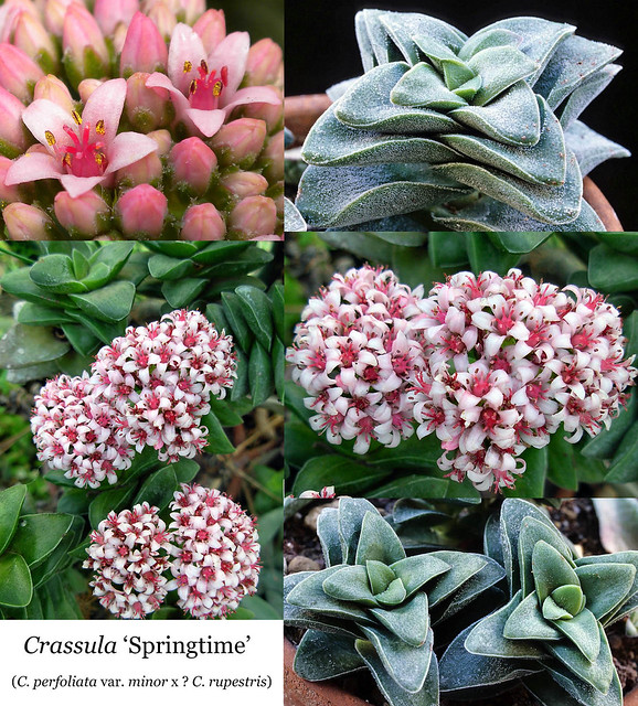 Crassula 'Springtime' (collage)