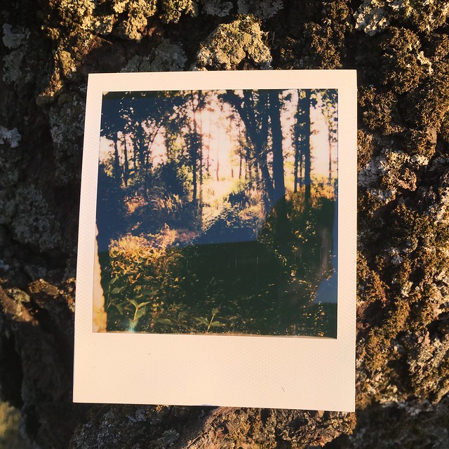 Landscapes caught with polaroids 3/3