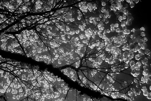 Blossomed in IR