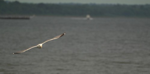Birdwatching | by Fotoman364