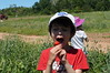 Ezra picks strawberries