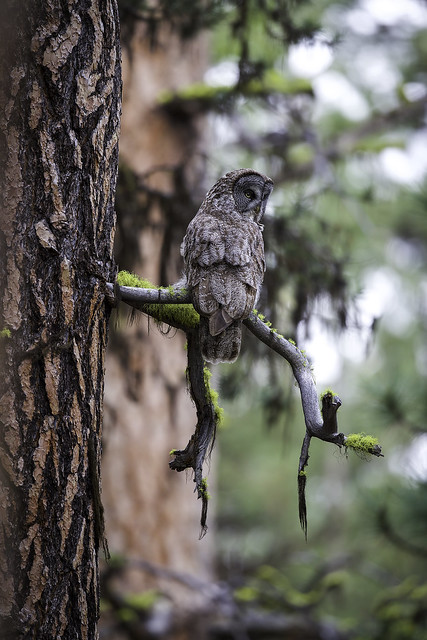 Great Gray Owl harnessing the ponderosa power