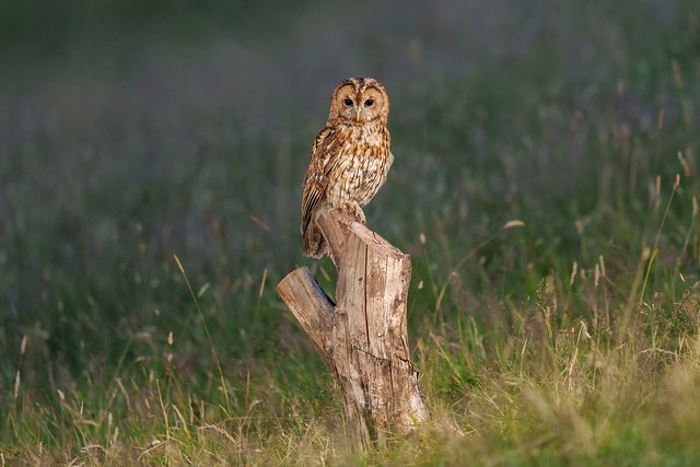 A Tawny Owl late on a summer's evening