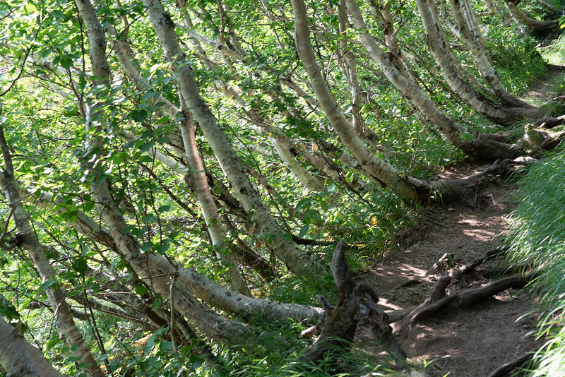 羅臼岳 登山