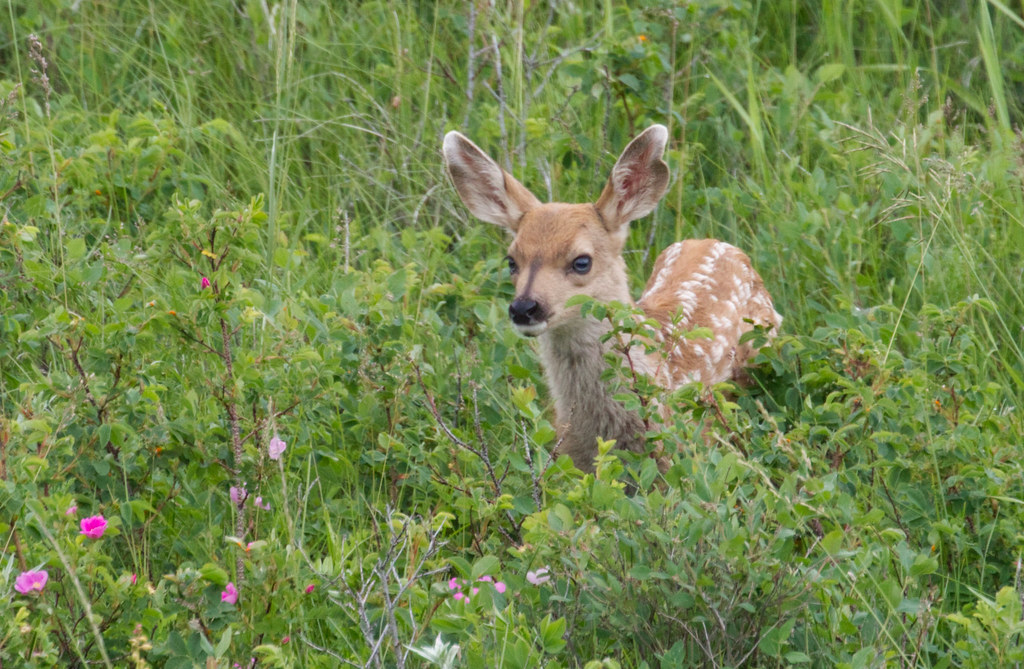 Hide and Seek - Baby White Tail Fawn in meadow