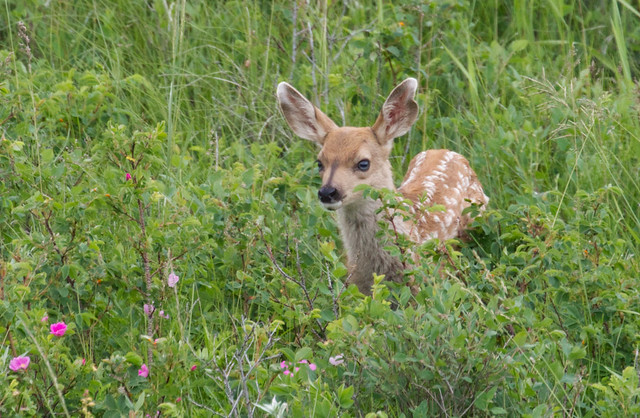 Hide and Seek - Baby White Tail Fawn in meadow