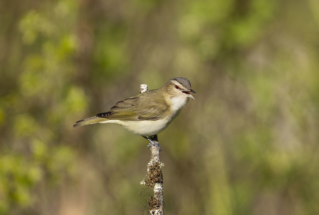 Red-eyed vireo, Ontario