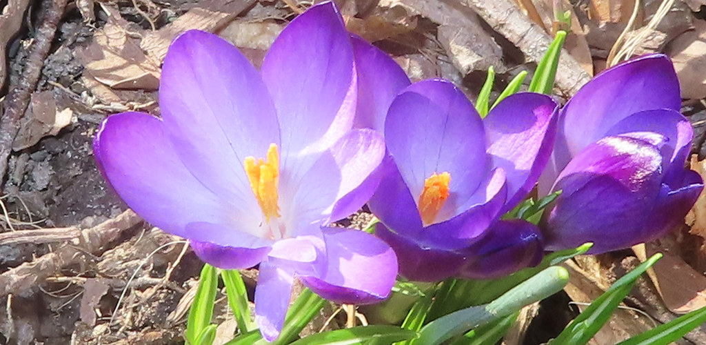 purple crocus flowers, tiny