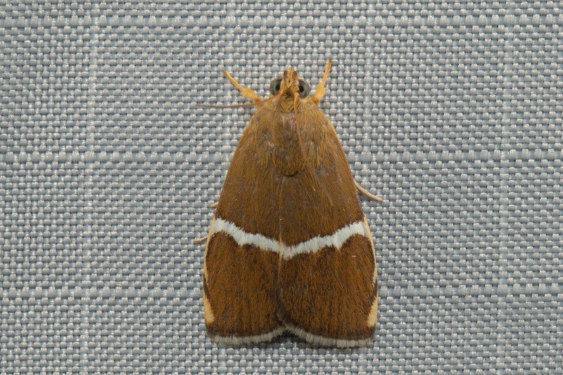 Mahu Insect Moths of Mahua Falls, Sabah, Malaysia | Flickr