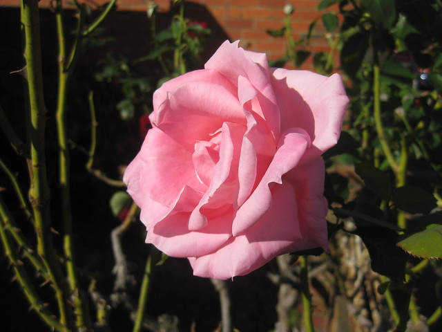 A Bright Pink Rose Bloom - Preston