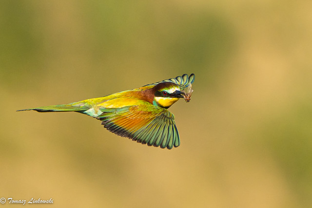 European bee-eater (Merops apiaster)  - żołna