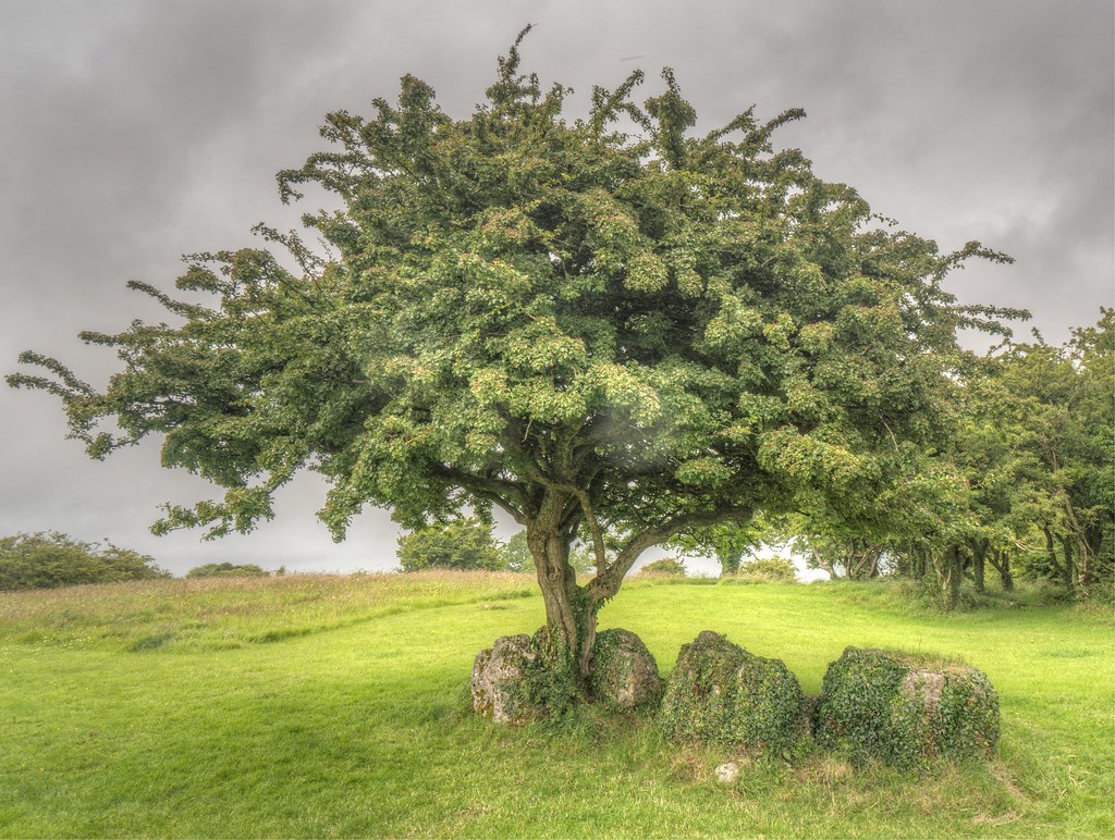 Fairy Tree on the Hill of Uisneach