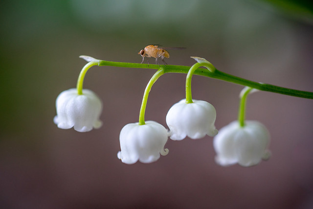 Lily of the valley with guardian