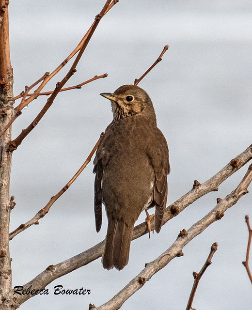 Song Thrush that sings for hours in our garden every day