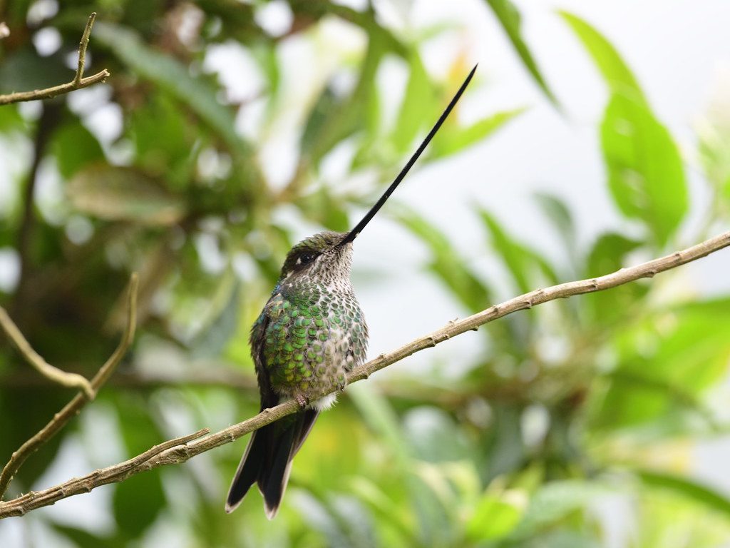 Sword-billed Hummingbird -