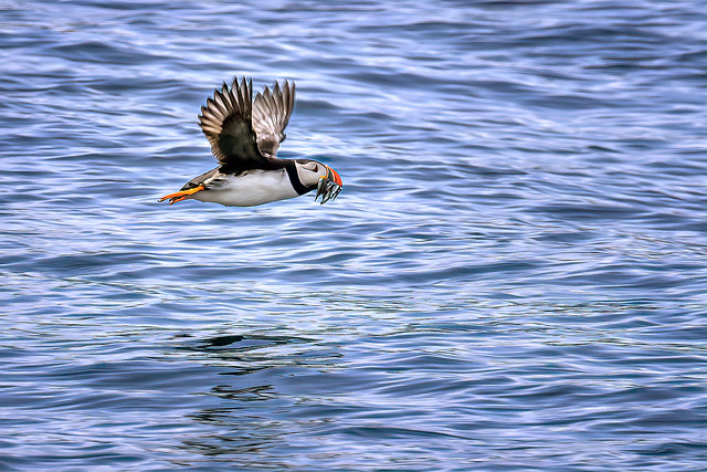 Atlantic puffin in flight with a mouthful of capelin for his chicks back in the nest, Hereford Island off Cape Breton Island in the Atlantic Ocean, Nova Scotia, Canada