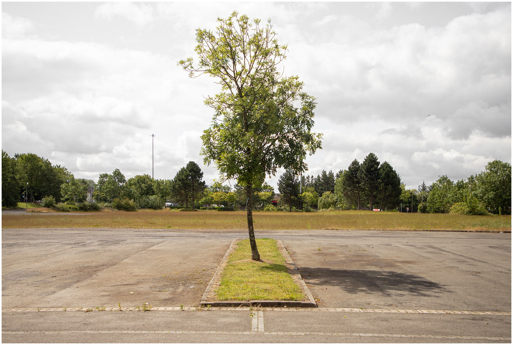 Tree in Isolation, Clydebank