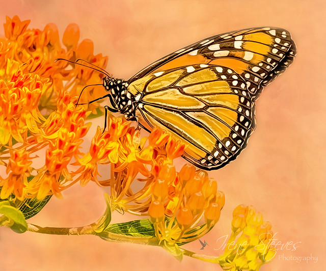 Monarch Butterfly on Esclepias Flower