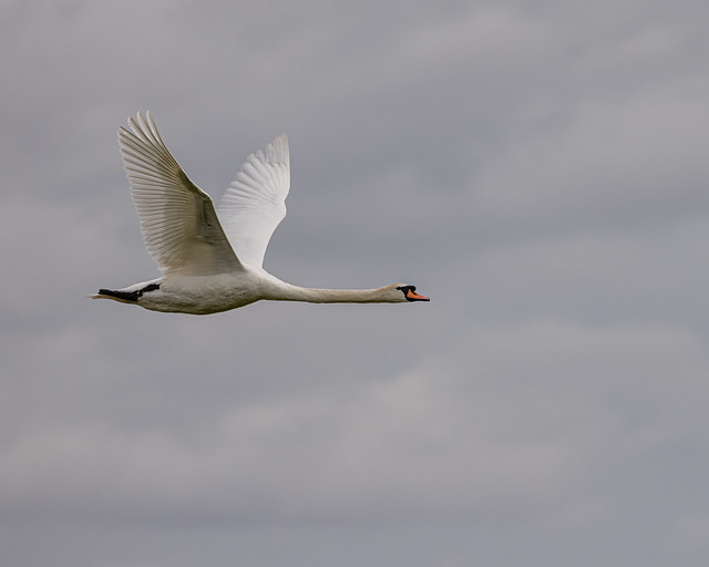 Swan fly by