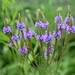 Flickr photo 'Blue Vervain' by: pchgorman.