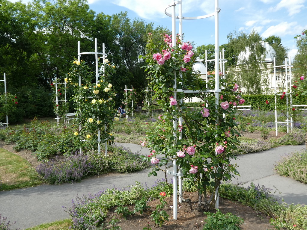Petrin Hill Rose Garden, Prague