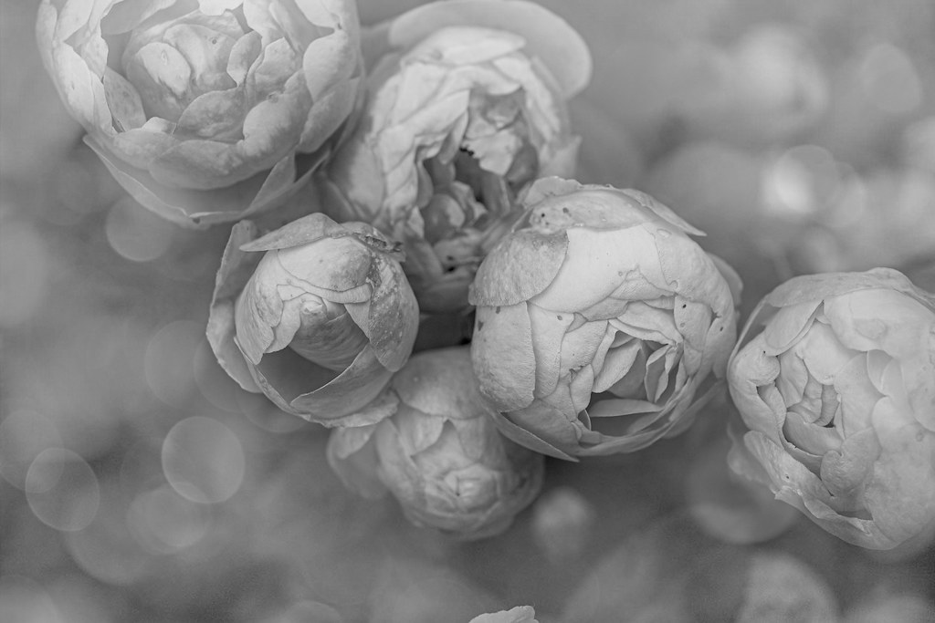 Mono Roses | judy dean | Flickr