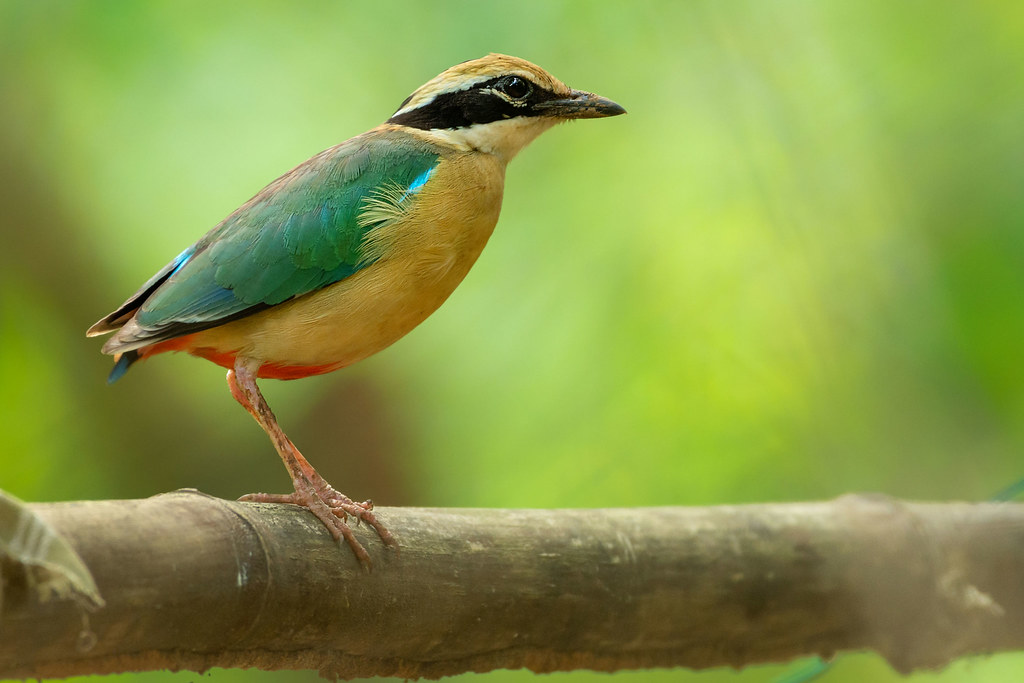 Indian pitta.. The beauty queen
