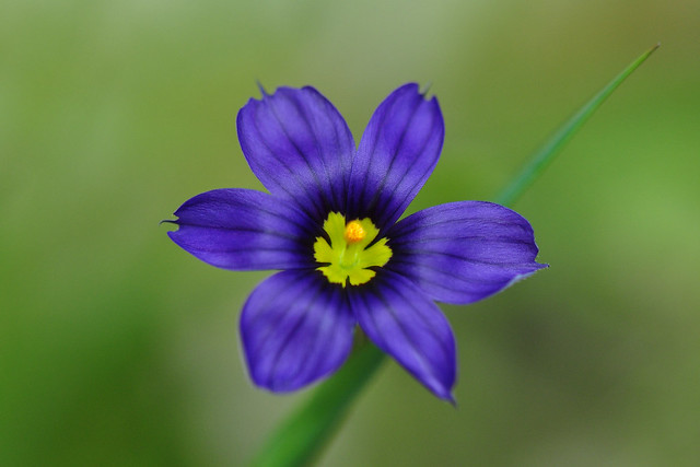 Blue eyed grass flower (Sisyrinchium Angustifolium)