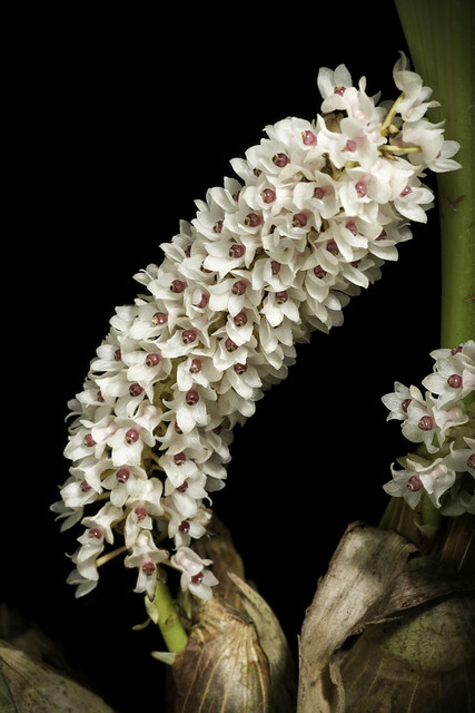 Pinalia rhynchostyloides (O'Brien) Y.P.Ng & P.J.Cribb, Orchid Rev. 113: 272 (2005).