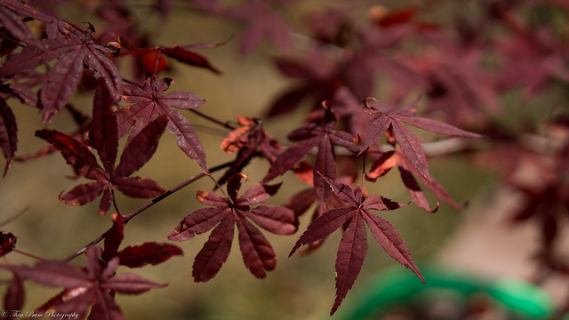 A young growing Japanese maple.