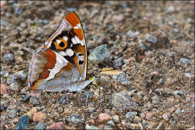 Purple emperor on the dirt road