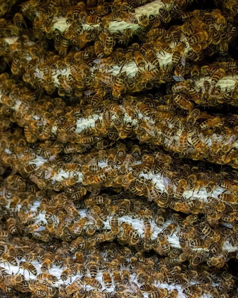 從下面看，一個“自由蜂箱”就是一扇通往昆蟲世界的窗戶。在野外，蜜蜂以獨特的一行一行的起伏形態，向下建造蜂巢。圖片來源：Danielle House