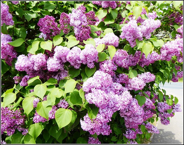 Lilac Tree Close Up ..