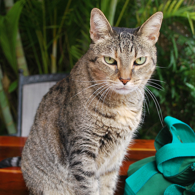 Coco, our feline friend in Key West 0214Ri sq