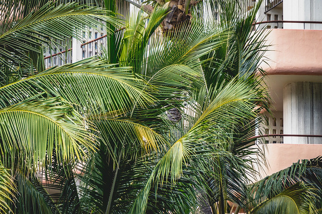 Resort Palms