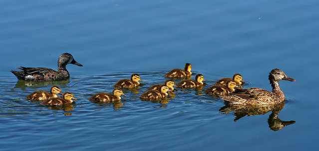 Mommy, daddy and 10 ducklings