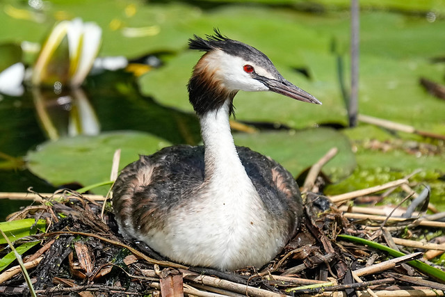 Great Crested Grebe - Netherlands