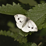 small white (Pieris rapae)
