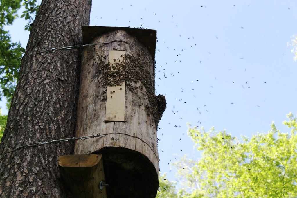 在波蘭的奧古斯托原始森林中，一群野生蜜蜂進入放置在樹上的原木蜂箱。圖片來源：Bractwo Bartne