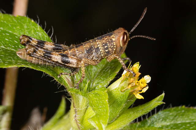 Brown grasshopper