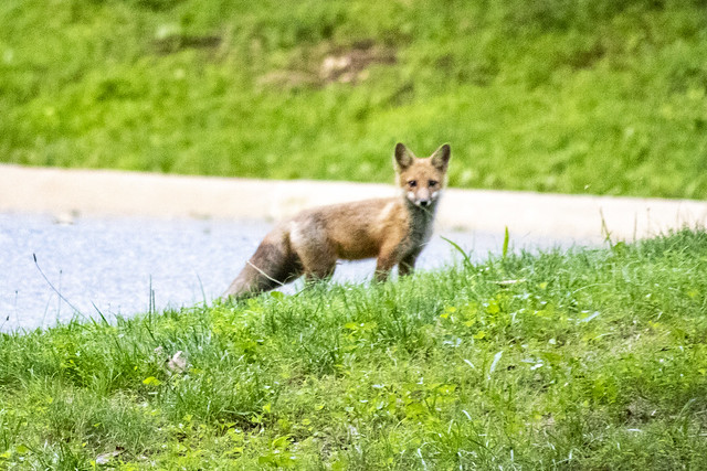red fox near the C&O Canal Towpath near Great Falls