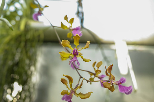 Brooklyn Botanical Garden’s Orchid Collection