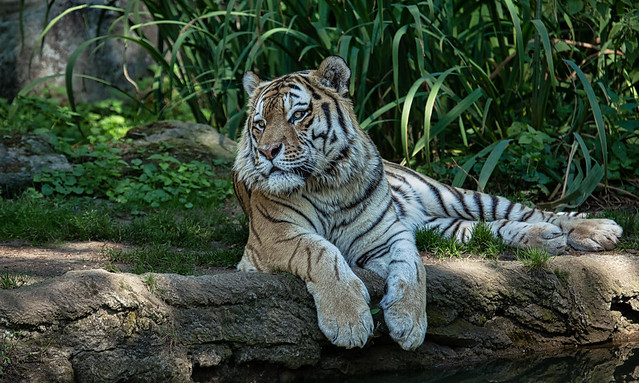 Sibirischer Tiger