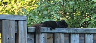 Squirrel-On Friday,July 22,2022