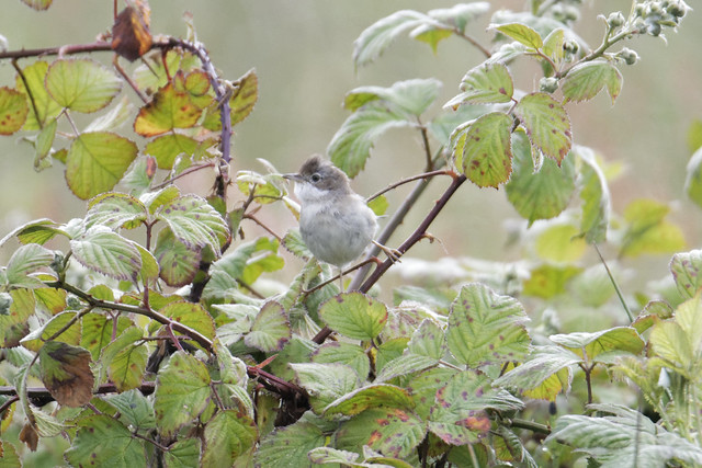 Cooley Whitethroat
