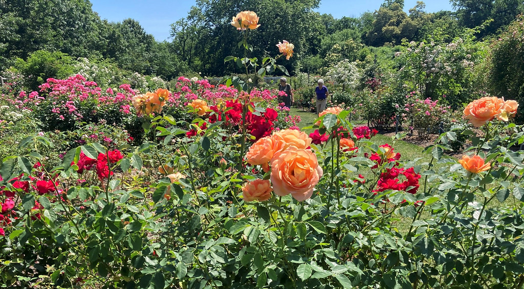 And Roses and Roses | Seen at the Brooklyn Botanic Garden | Shalom ...
