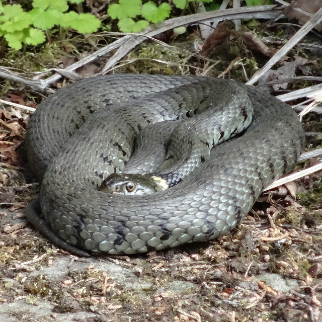 GRASS SNAKE IN THE SUNSHINE. WITH ONE EYE ON ME.