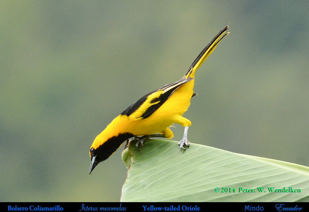 YELLOW-TAILED ORIOLE Male Displaying. Icterus mesomelas on Banana Leaf in Mindo in Northwestern ECUADOR. Photo by Peter Wendelken.