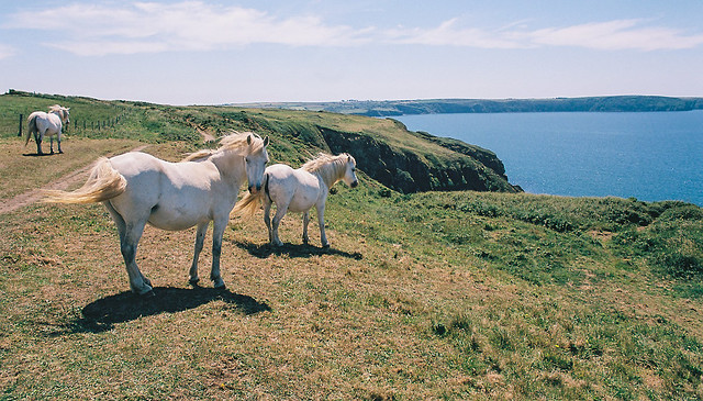 Wild Horses - Kodak Ektar