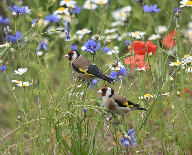Goldfinch in home wildflower meadow
